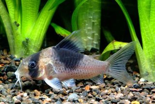 Hoplisoma sp. (Cw051)