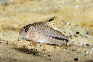 Hoplisoma sp. (Cw062)