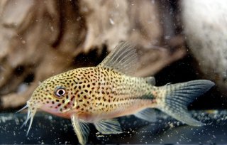 Hoplisoma sp. (Cw063)