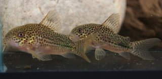 Hoplisoma sp. (Cw063)