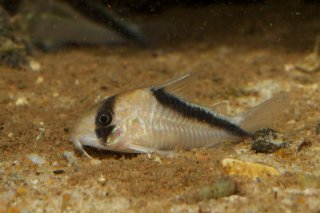 Hoplisoma sp. (Cw091)