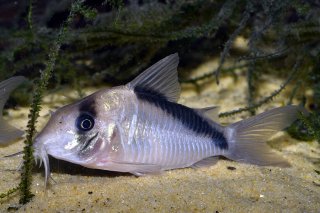 Hoplisoma sp. (Cw091)