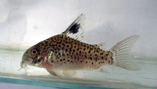Hoplisoma sp. (Cw103)