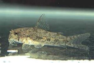 Hoplisoma sp. (Cw108)
