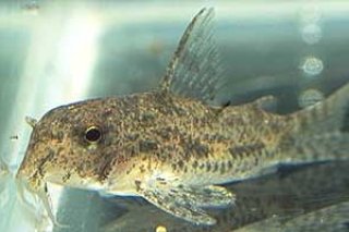 Hoplisoma sp. (Cw108)