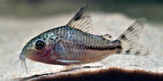 Hoplisoma sp. (Cw109)