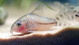 Hoplisoma sp. (Cw109)