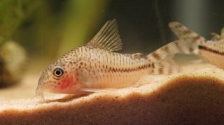 Hoplisoma sp. (Cw109)