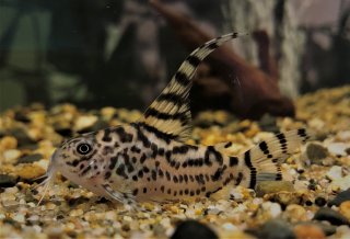 Hoplisoma sp. (Cw111)