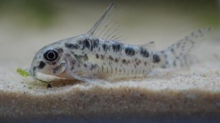 Hoplisoma sp. (Cw112)