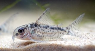 Hoplisoma sp. (Cw112)