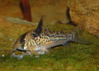 Hoplisoma sp. (Cw115)