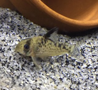 Hoplisoma sp. (Cw115)