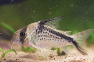 Hoplisoma sp. (Cw125)