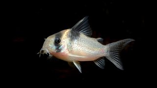 Hoplisoma sp. (Cw129)
