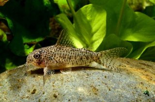 Hoplisoma sp. (Cw133)