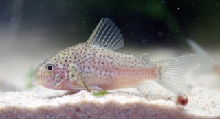 Hoplisoma sp. (Cw140)