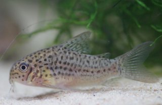 Hoplisoma sp. (Cw140)