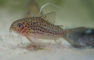 Hoplisoma sp. (Cw140)