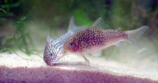 Hoplisoma sp. (Cw140)