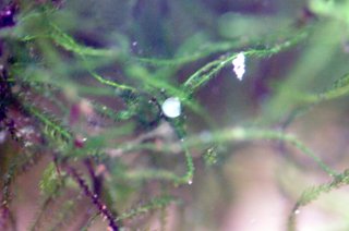 Hoplisoma sp. (Cw140)
