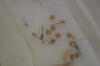 Hoplisoma sp. (Cw140)