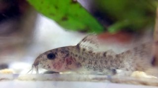 Hoplisoma sp. (Cw140)