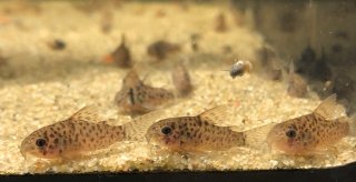 Hoplisoma sp. (Cw140)
