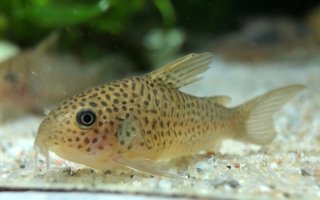 Hoplisoma sp. (Cw140)