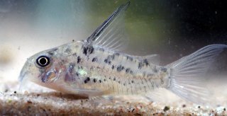 Hoplisoma sp. (Cw142)