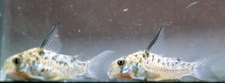 Hoplisoma sp. (Cw142)