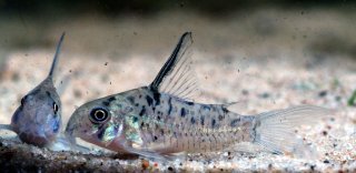 Hoplisoma sp. (Cw142)