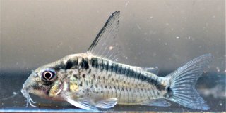 Hoplisoma sp. (Cw159)