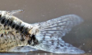 Hoplisoma sp. (Cw159)