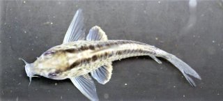 Hoplisoma sp. (Cw159)