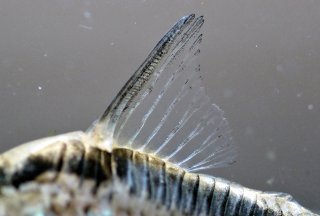Hoplisoma sp. (Cw159)