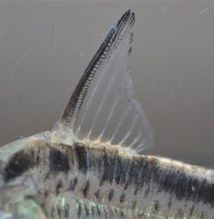 Hoplisoma sp. (Cw159)