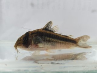 Hoplisoma sp. (Cw169)