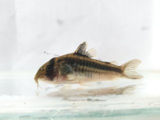 Hoplisoma sp. (Cw169)