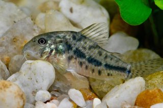 Hoplisoma sp. (Cw185)