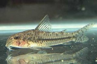 Hoplisoma sp. `CRYSTAL AZURE`