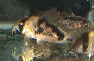 Hoplisoma sp. hybrid(2)