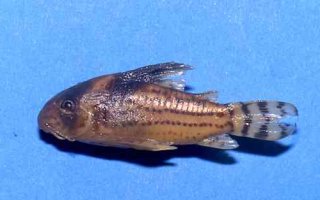 Hoplisoma surinamense