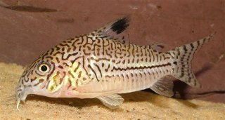 Hoplisoma trilineatum