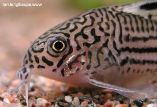 Hoplisoma trilineatum
