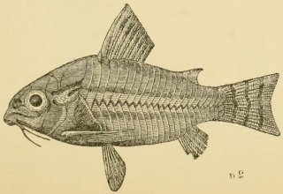 Hoplisoma trilineatum