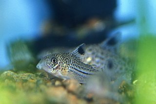 Hoplisoma trilineatum