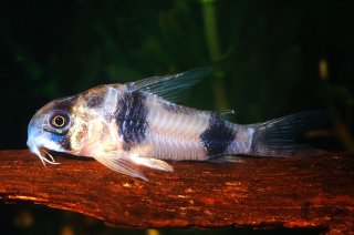 Hoplisoma tukano