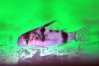 Hoplisoma tukano