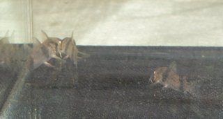 Hoplisoma tukano